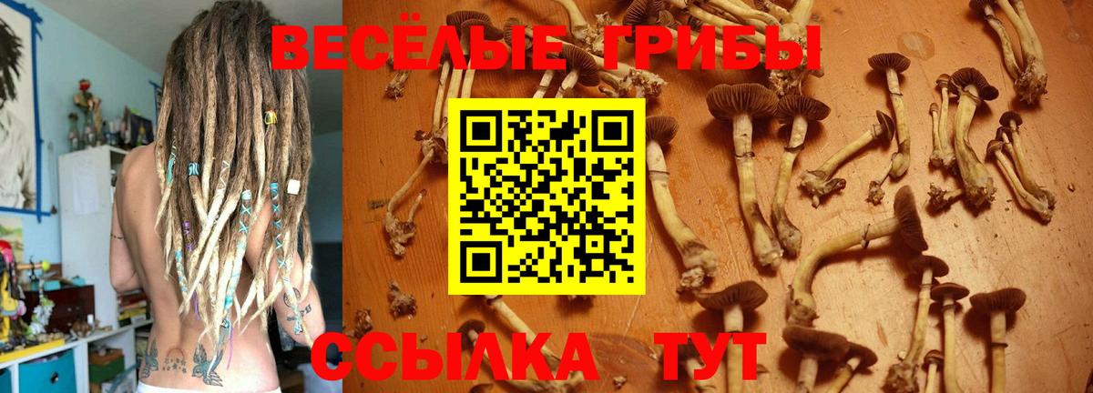 Галлюциногенные грибы мицелий  закладка  Курчалой  Вход с VPN 